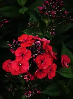 2020blmn113.webp