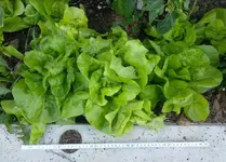 salat01.webp