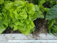 salat02.webp
