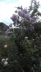 IMG_20200703_172025.jpg