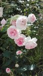 IMG_20200703_171848.jpg