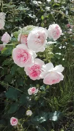 IMG_20200703_171848.webp