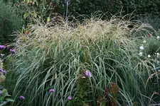 Gräser0115a.webp