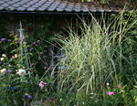 Gräser0715.JPG
