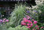 Gräser1216 Miscanthus sin. Cosmopolitan.JPG