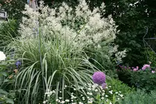 Gräser2718.webp