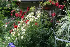 Juli    2520.webp