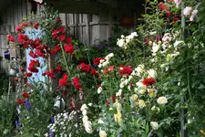 Juli    3020.webp