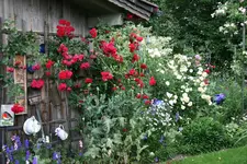 Juli    3120.webp