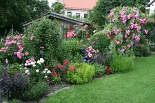 Juli    3220.webp