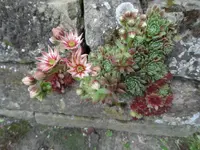 SAM_1806.webp