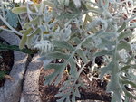 IMG_20200616_083825.jpg
