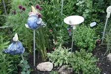 Knautia panaschiert 0220.webp