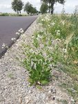 IMG_20190702_130216.jpg