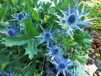 DSCF3886 (2).webp