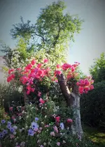 DSCF3900 (4).webp