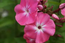 DSC00160.webp