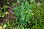 DSC00168.JPG
