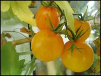 c028.webp