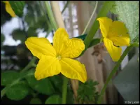 c029.webp