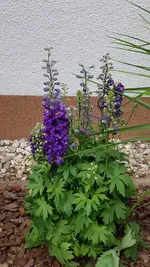 20200704_133607.jpg