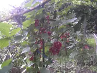 BILD1747.webp