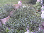 BILD1795.JPG
