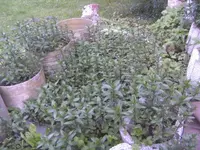 BILD1795.webp