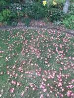 20200709_120002.webp