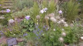 000stipa.JPG