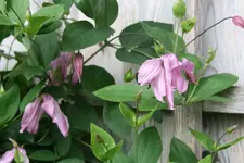Cl.int.Aljonushka0119.webp