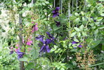 Cl.int.Durandi0316.JPG