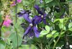 Cl.int.Durandi0416.JPG