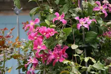 Cl.int.Pangboune Pink0116.webp