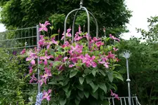 Cl.int.Pangboune Pink0117.webp