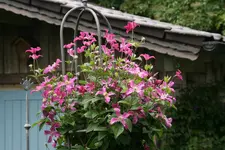 Cl.int.Pangboune Pink0217.JPG