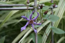 Cl.int.Sizaja Ptitza0117.webp