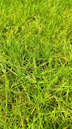 IMG_20200711_122547_copy_1134x2016.jpg