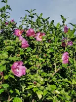 IMG_20200708_182052.webp