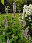IMG_20200711_093539.jpg