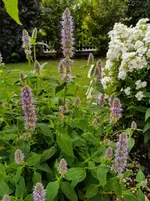 IMG_20200711_093539.webp