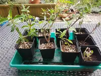 20200711_170528.webp 20200711_170528.webp