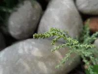 SAM_3339.webp