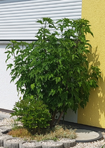 20200711_231119.webp 20200711_231119.webp