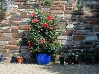 P6240313Hibiskus1.JPG