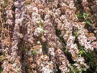 IMG_20200616_083012.webp