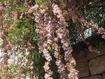 IMG_20200616_083027.jpg