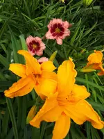 20200708_125302.webp