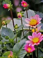 image003.webp