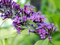 image008.webp
